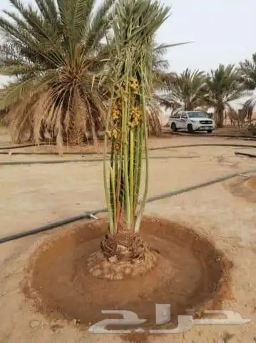 يوجد لدينا جميع انواع النخيل العربي والواشنطن بكل المقسات 1