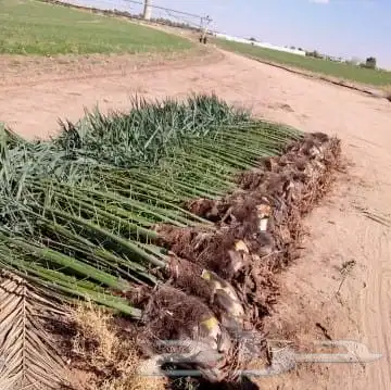 اسلام عليكم توجد الدين نخل فسيل وتوجد جميع النوع وجميع المقس 10