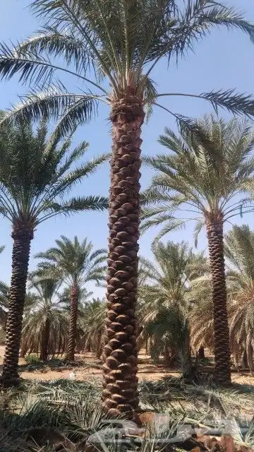 نخل للبيع 1