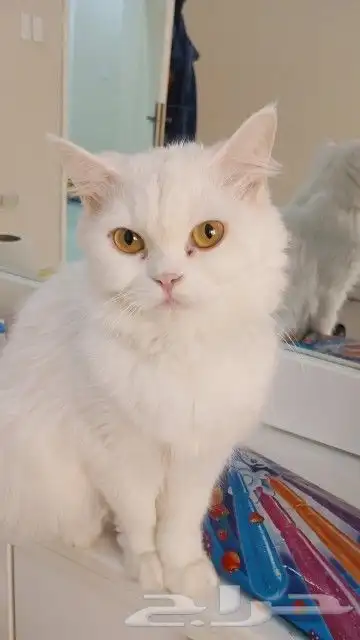 قطوه شيرازي معقمه للتبني 6