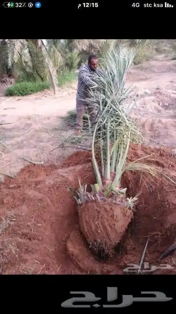 يوجد لدينا جميع انواع النخيل العربي والواشنطن بكل المقسات 3