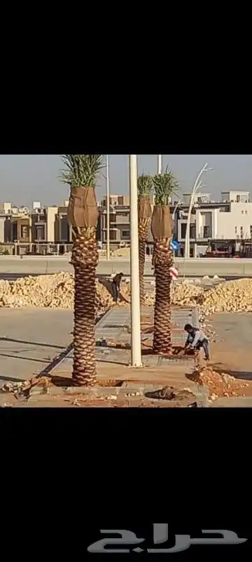 يوجد لدينا جميع انواع النخيل العربي والواشنطن بكل المقسات 5