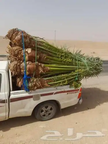 يوجد لدينا جميع انواع النخيل العربي والواشنطن بكل المقسات 7