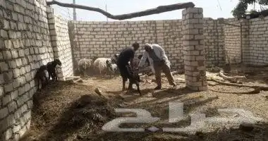 طبيب بيطرى متمرس خبره 25سنه اشراف مزارع حلال ودواجن وابل 0