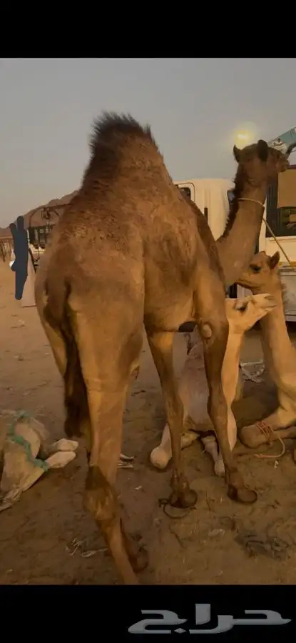 قعود للبيع الحد 5700 0