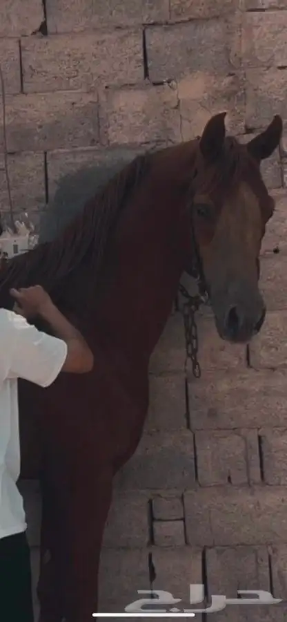 حصان واهو مكس 2