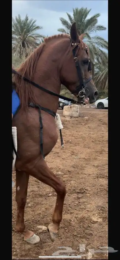 حصان واهو مكس 1