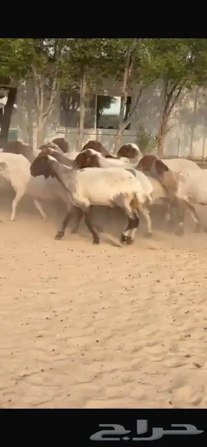 غنم نعيم جروم طيبه 5