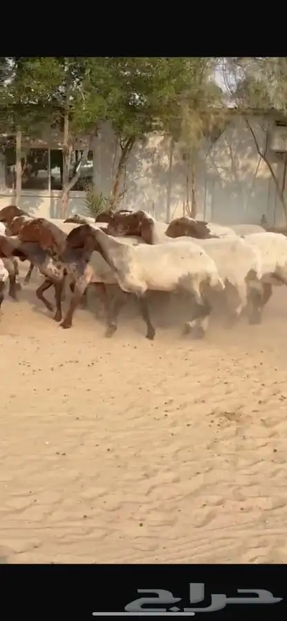 غنم نعيم جروم طيبه 15