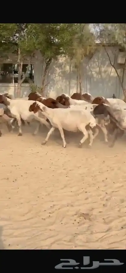 غنم نعيم جروم طيبه 8
