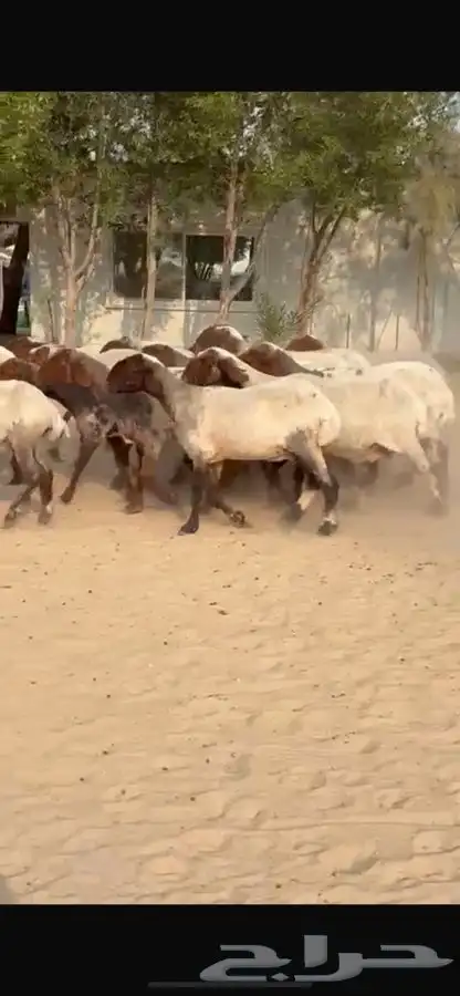 غنم نعيم جروم طيبه 12
