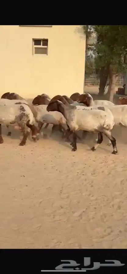 غنم نعيم جروم طيبه 14