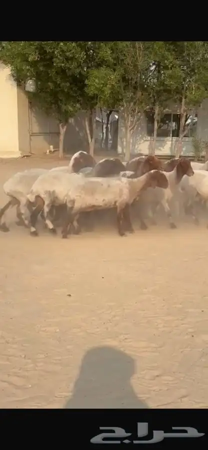 غنم نعيم جروم طيبه 10