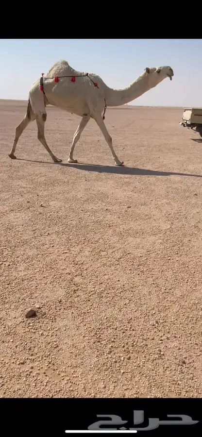 ضرايب ثنيه ورباع 1