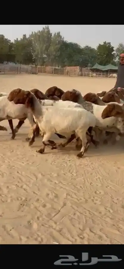 غنم نعيم جروم طيبه 0