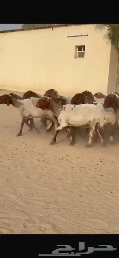 غنم نعيم جروم طيبه 3