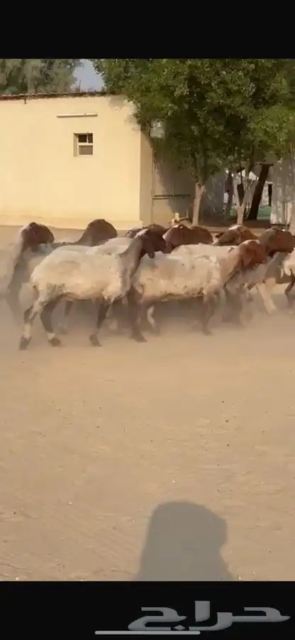 غنم نعيم جروم طيبه 11