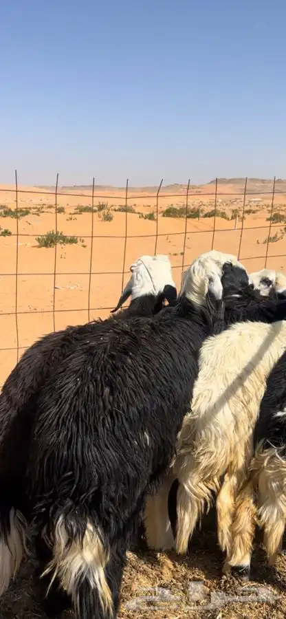 ذبايح بريه جبره 2