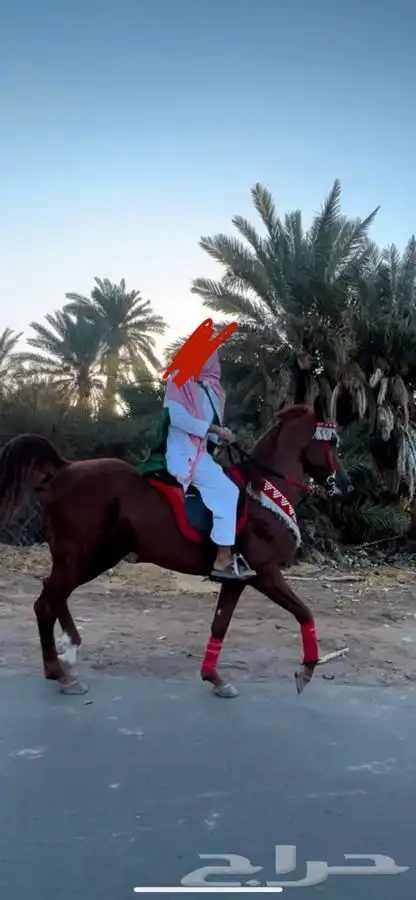 حصان واهو مكس 3