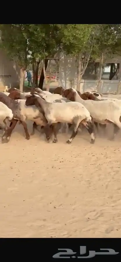 غنم نعيم جروم طيبه 13
