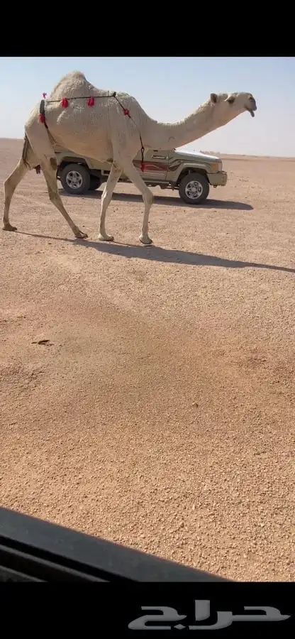 ضرايب ثنيه ورباع 0