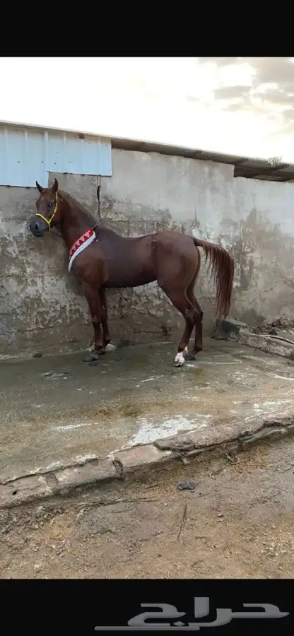 حصان واهو مكس 0