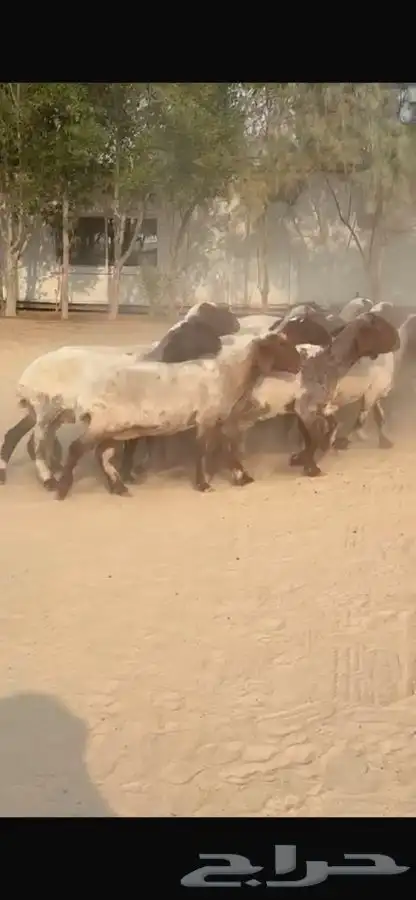 غنم نعيم جروم طيبه 9