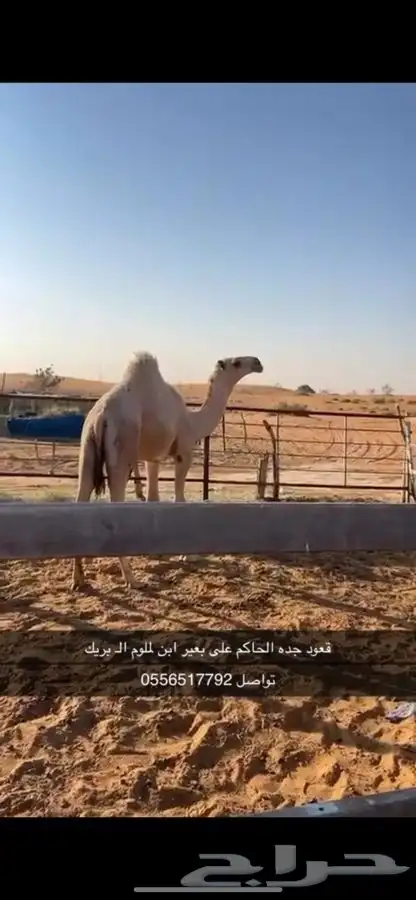 قعود جده الحاكم 0