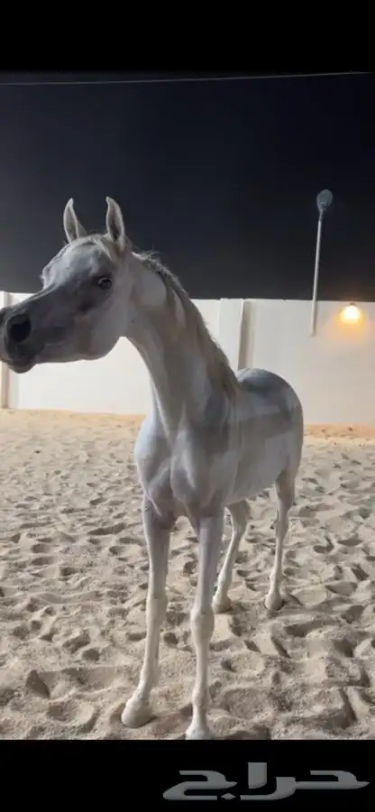 أتاحت فحل للتشبيه لوجه الله تعالى 4