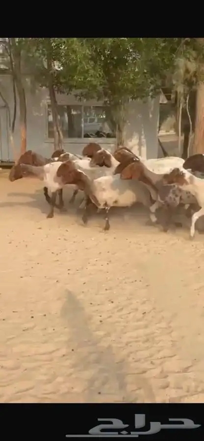 غنم نعيم جروم طيبه 6