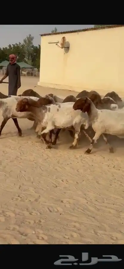 غنم نعيم جروم طيبه 1