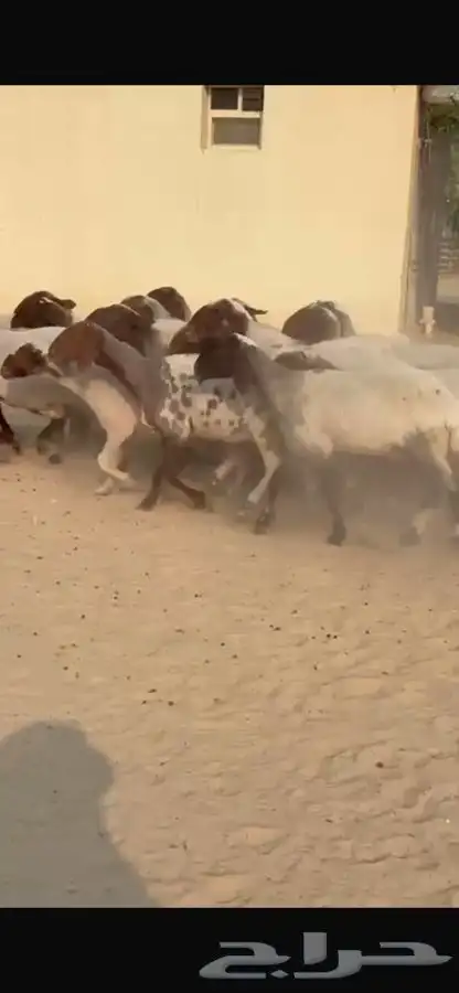 غنم نعيم جروم طيبه 4