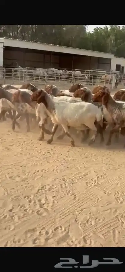 غنم نعيم جروم طيبه 2