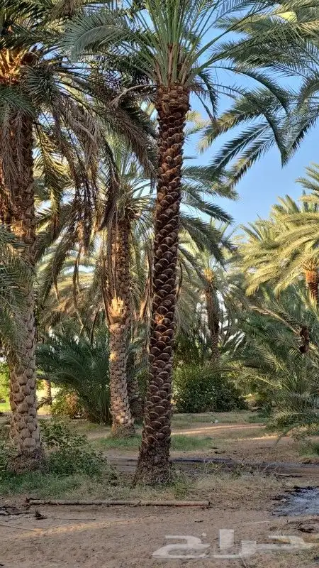 نخل للبيع 2
