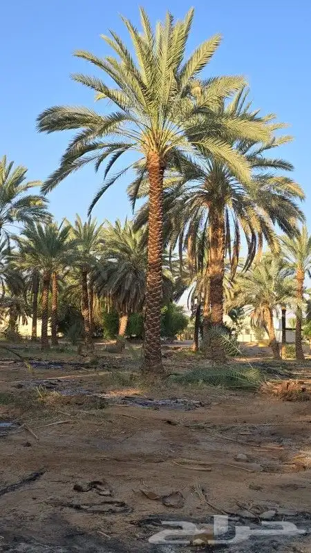 نخل للبيع 11