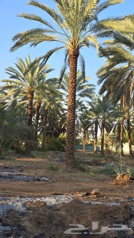 نخل للبيع 3