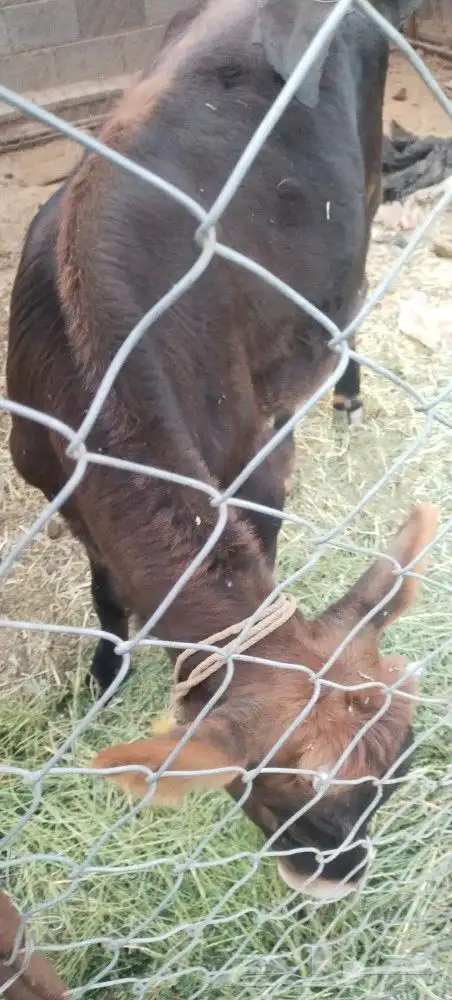 طريق الرديف .. 4