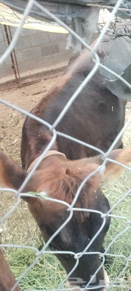 طريق الرديف .. 2