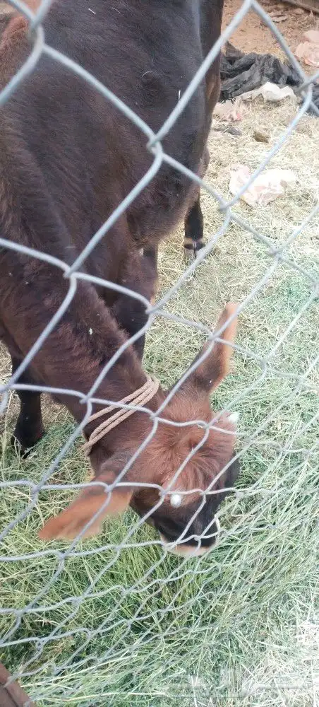 طريق الرديف .. 3