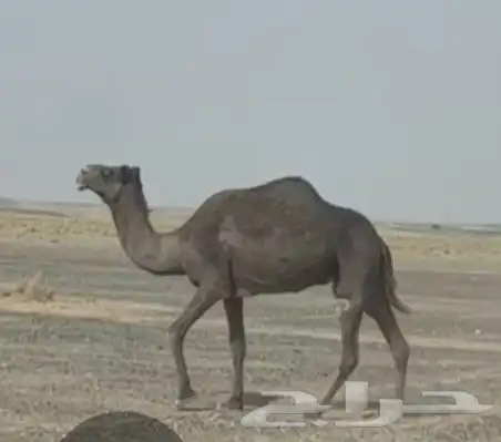 للبيع ناقه حايل 0