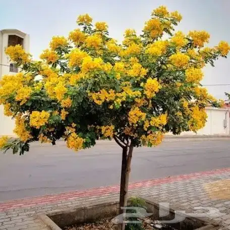 شتلات اكاسيا جلوكا 3