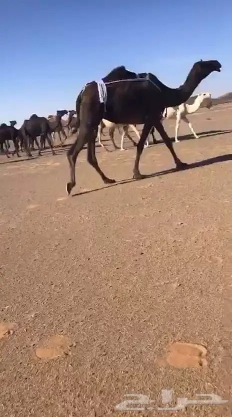 ضرايب مجاهيم 0