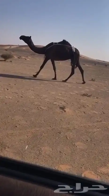 ضرايب مجاهيم 1