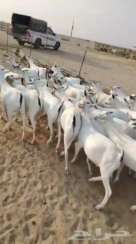 تيوس مرابي فل الفل 5