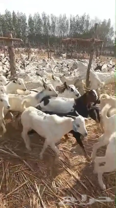 تيوس يمنية البيع جملة 5