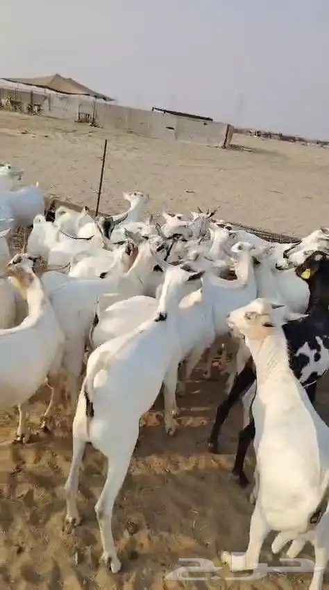 تيوس مرابي فل الفل 7