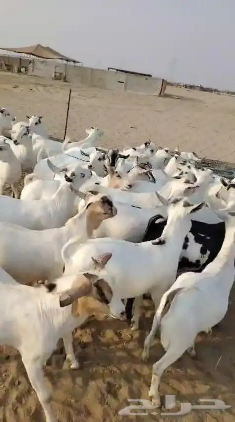 تيوس مرابي فل الفل 6