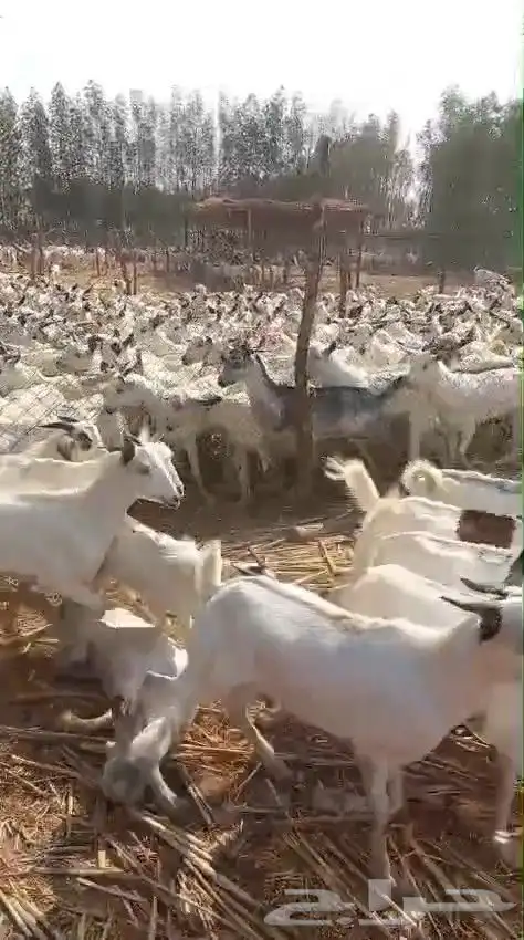 تيوس يمنية البيع جملة 9