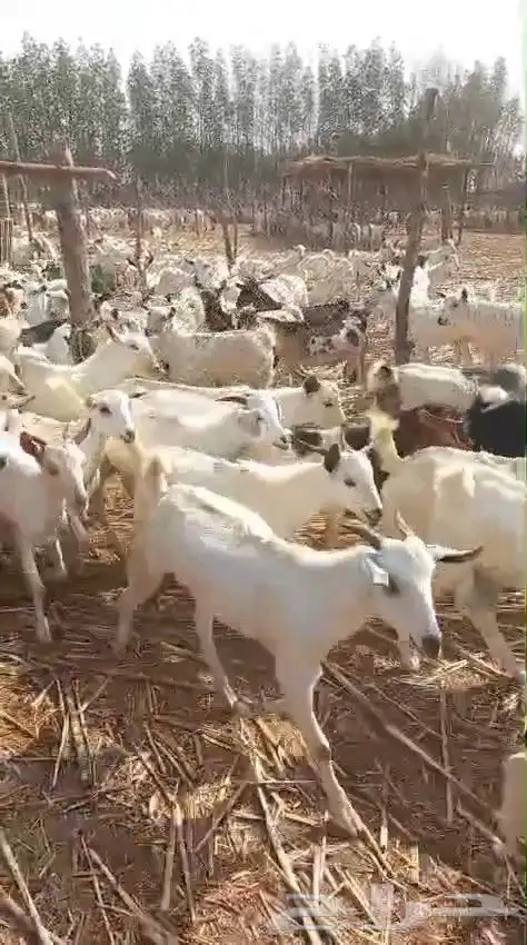 تيوس يمنية البيع جملة 2