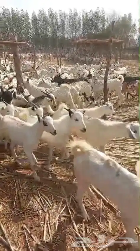 تيوس يمنية البيع جملة 4